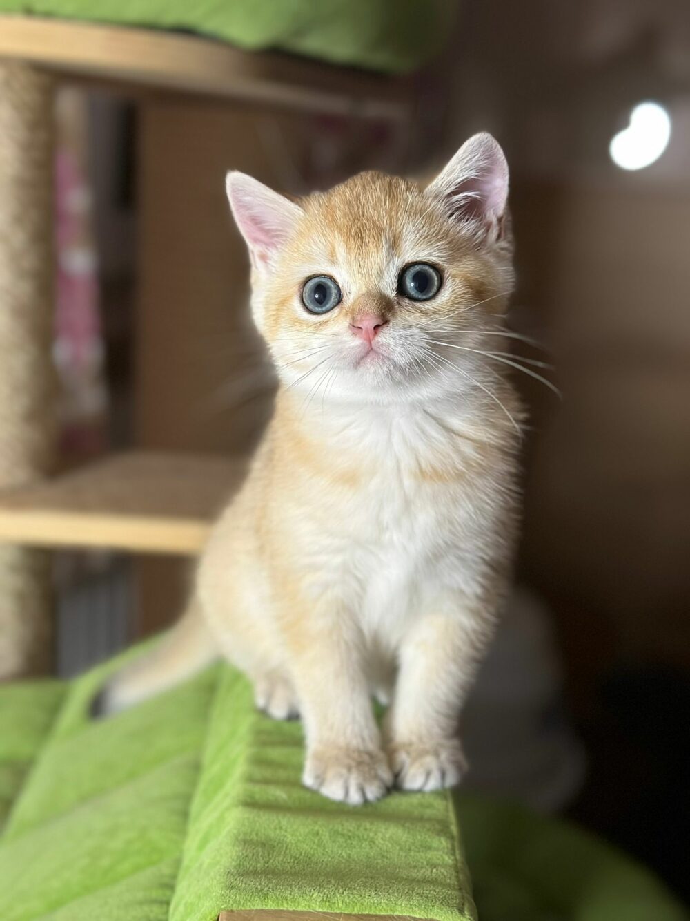 Scottish fold allevamento