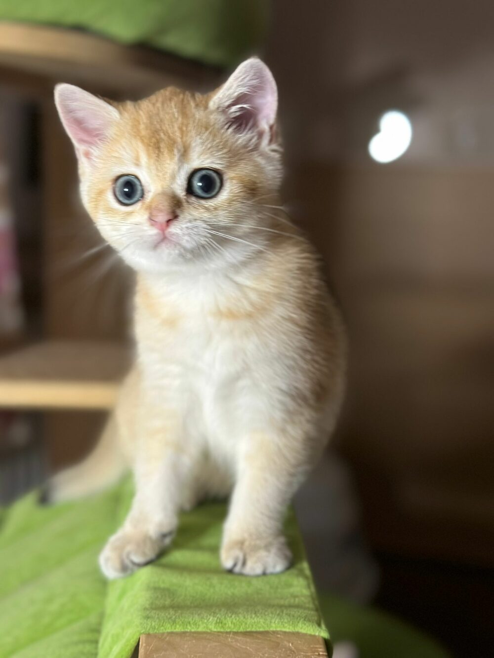 Scottish fold allevamento