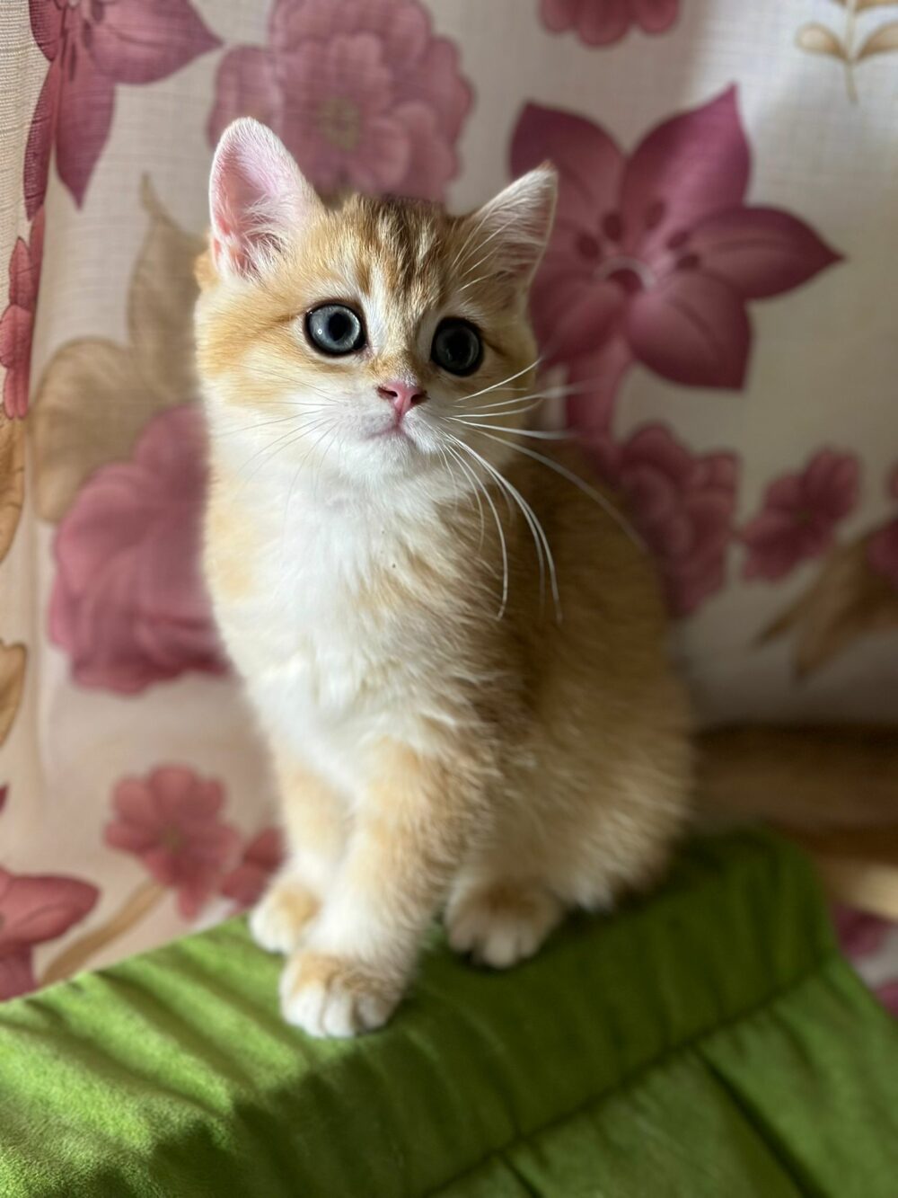 cuccioli di razze Scottish fold/straight e British Shorthair