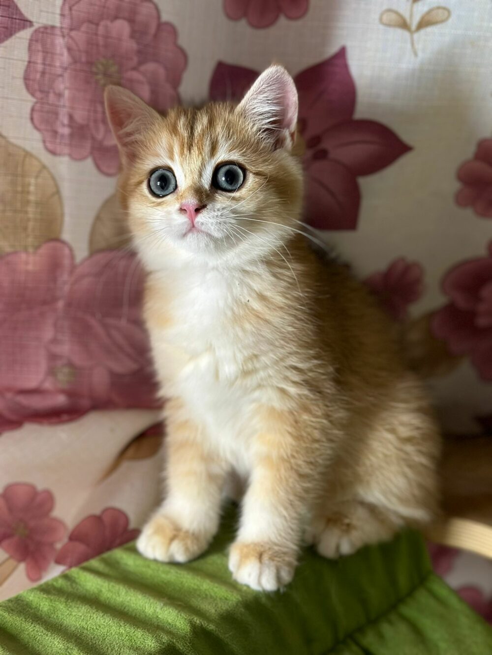 cuccioli di razze Scottish fold/straight e British Shorthair